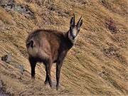 60 Camoscio in look invernale ci fischia e ci osserva